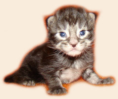      Catsvill County